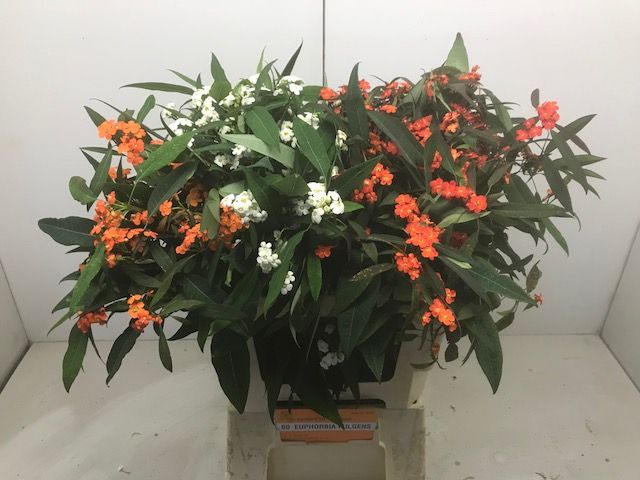 Euphorbia Spray Mixed 60cm