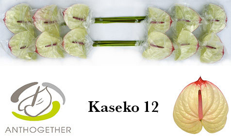 Anth A Kaseko