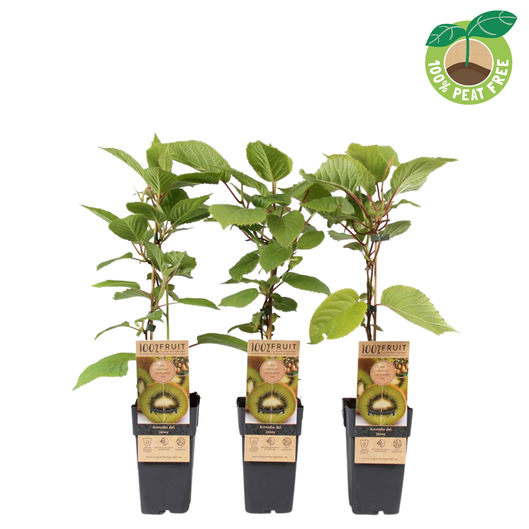 Picture of Actinidia deliciosa Jenny P15 (2 Ltr/high)