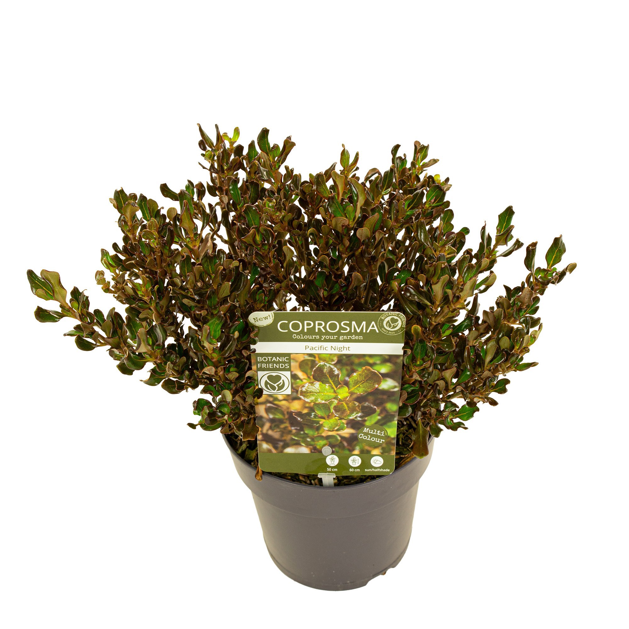 Coprosma repens Pacific Night ('Hutpac')