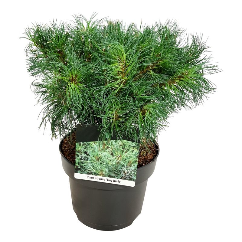 Picture of Pinus strobus 'Tiny Kurls'