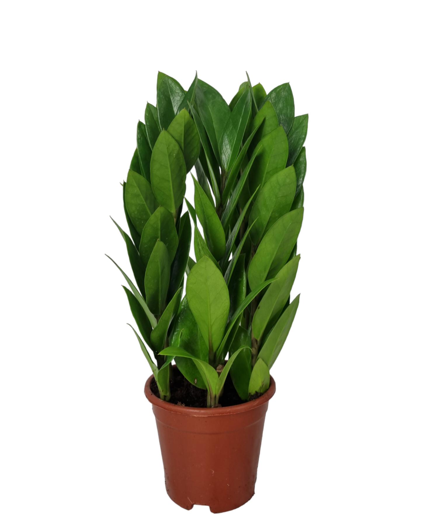 Picture of Zamioculcas zamiifolia Tower P12 35CM