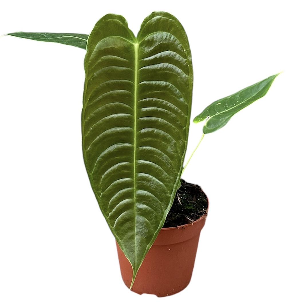 Picture of Anthurium Veitchii P14 30CM