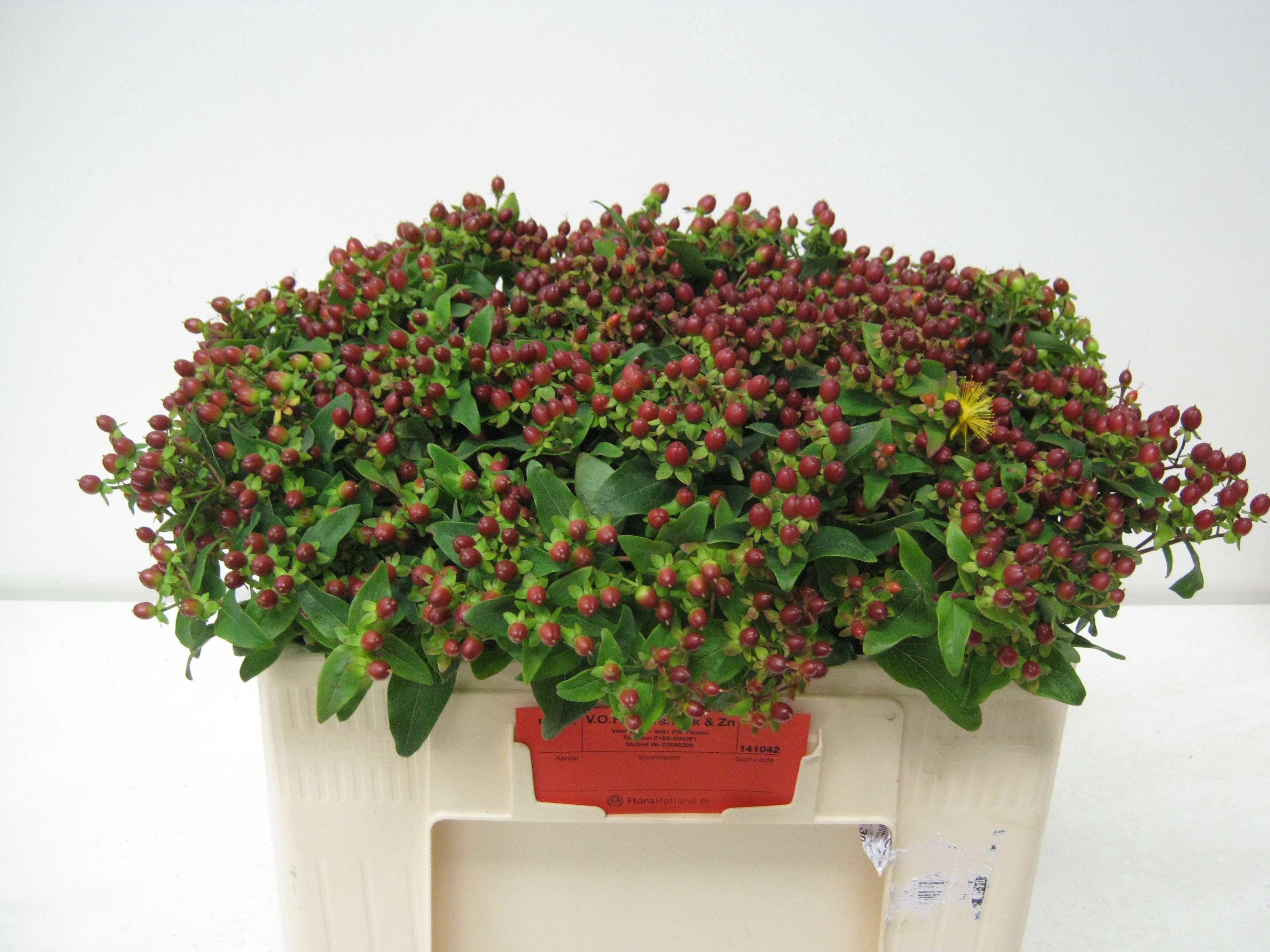 Hypericum Magical Fall 45cm