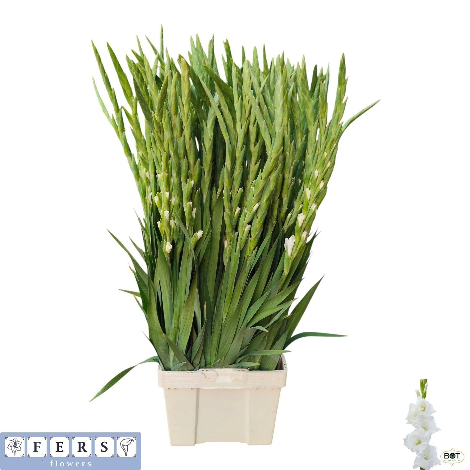 Gladiolus Nova Zembla 120cm 160gram