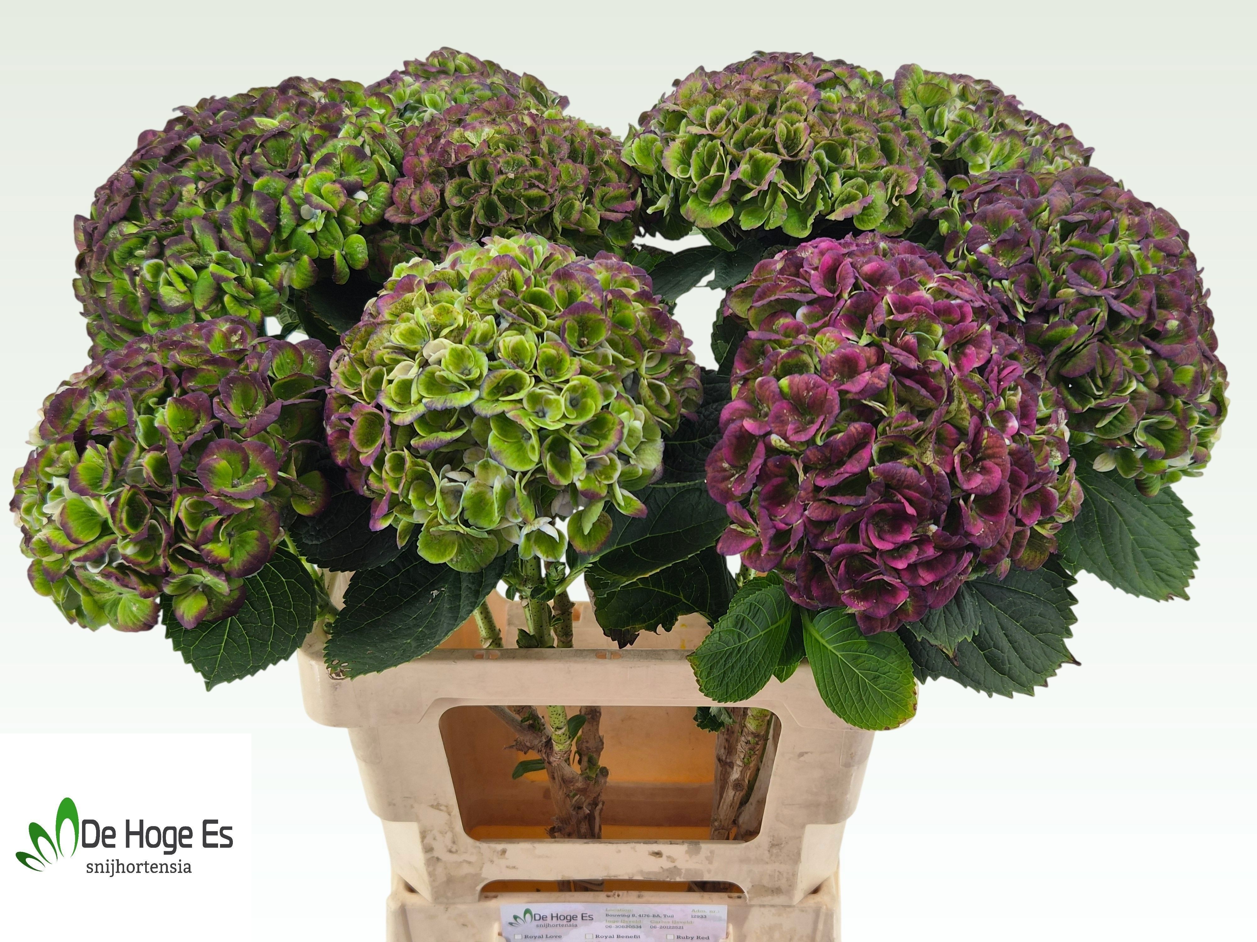 Hydrangea Revolution Classic Purple 60cm 14Ø