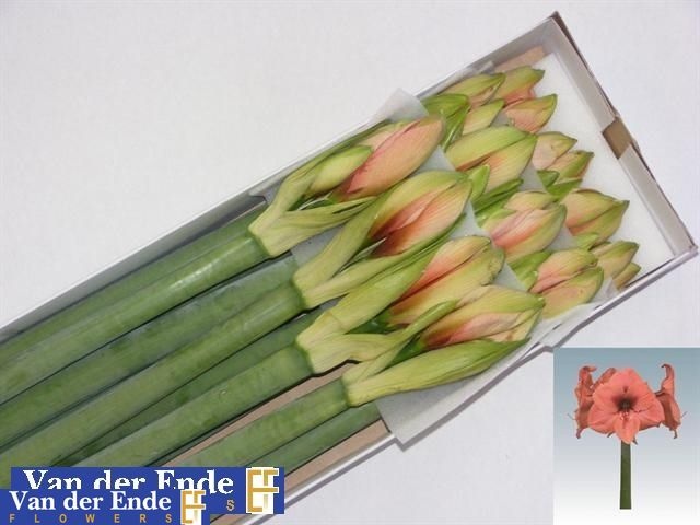 Hippeastrum Bouquet 4bl