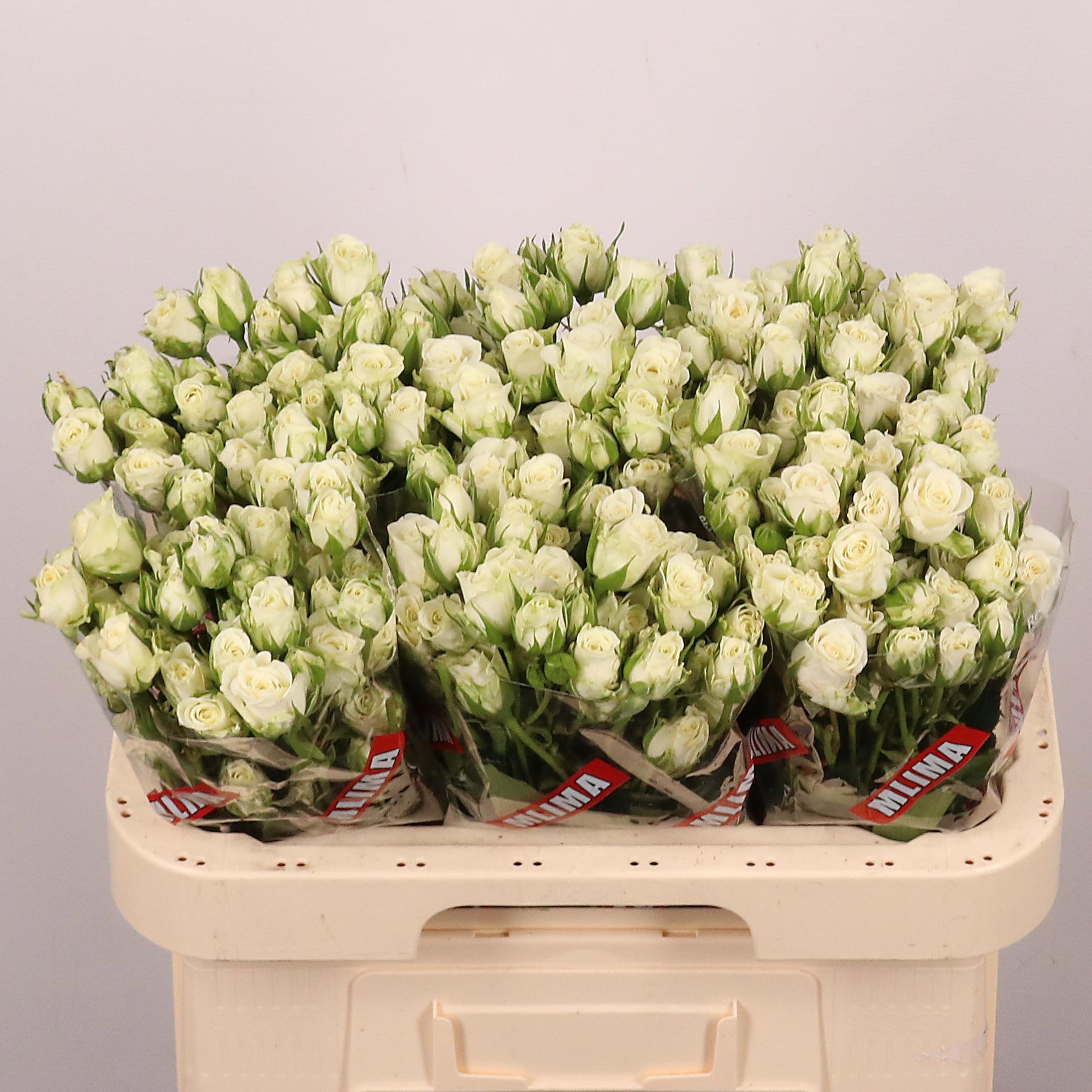 Rosa Spr Snowflake 60cm