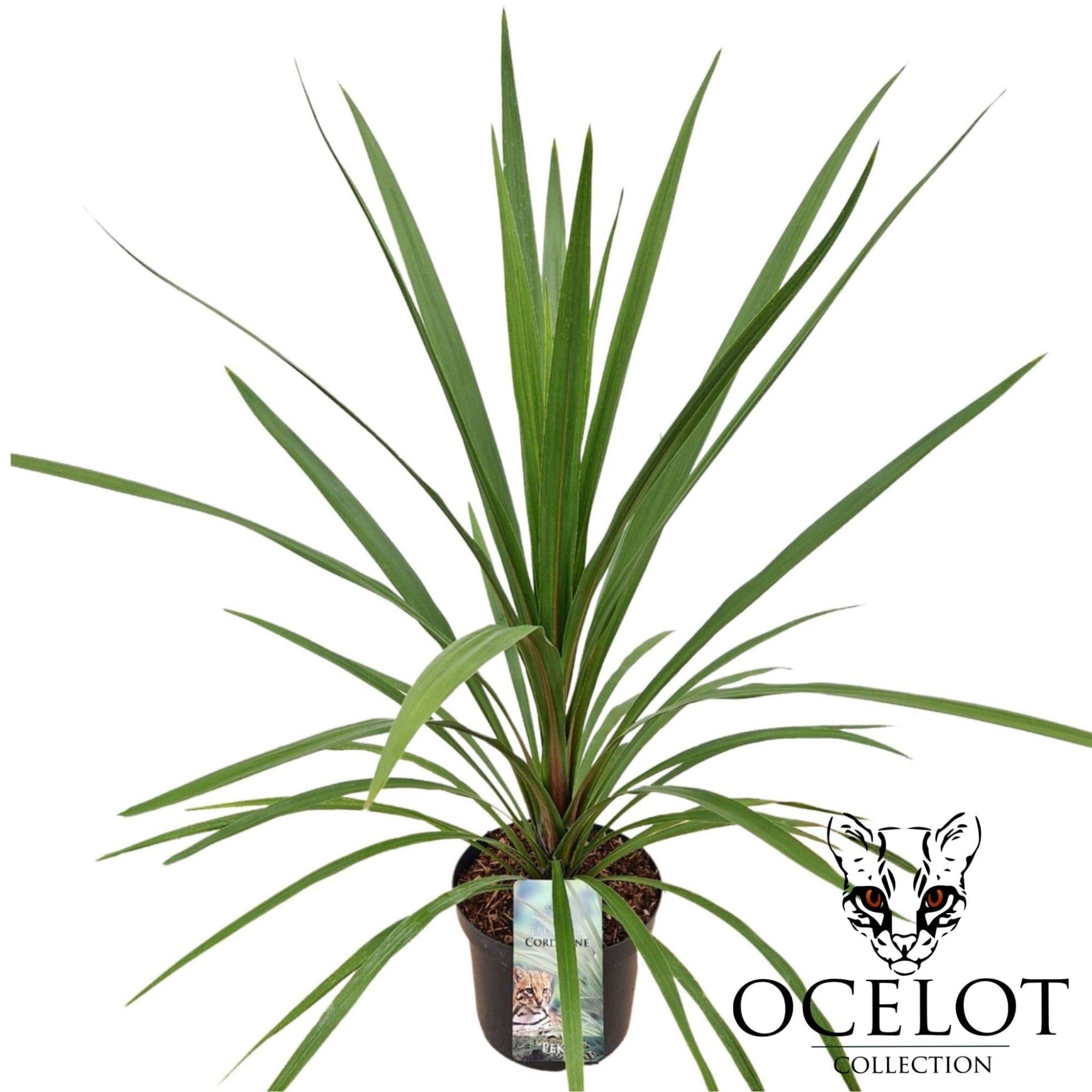 Cordyline indivisa 'Peko'