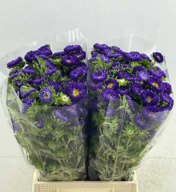 Callis Mats D Blauw