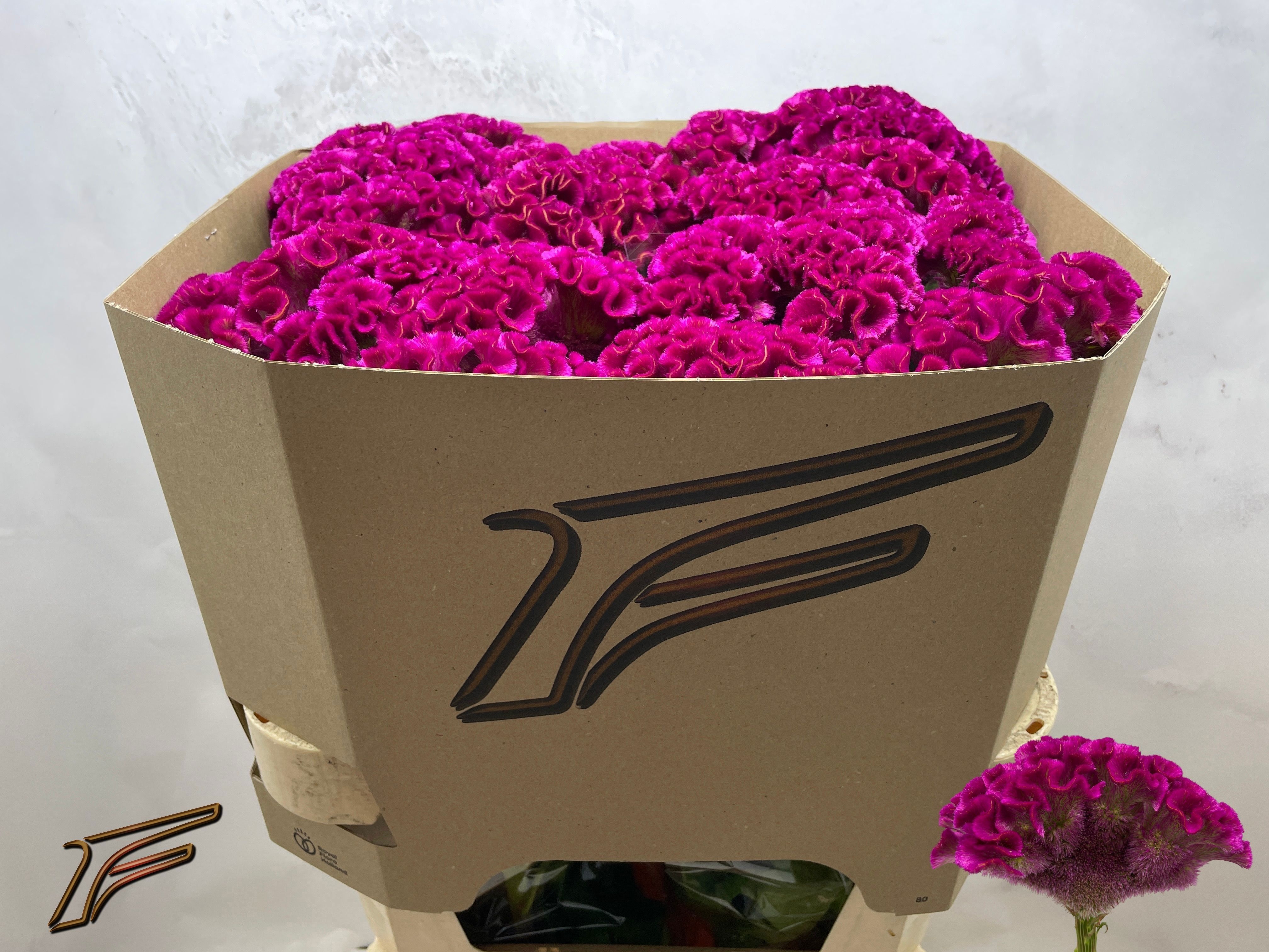 Celosia Act Bar Bora 80cm