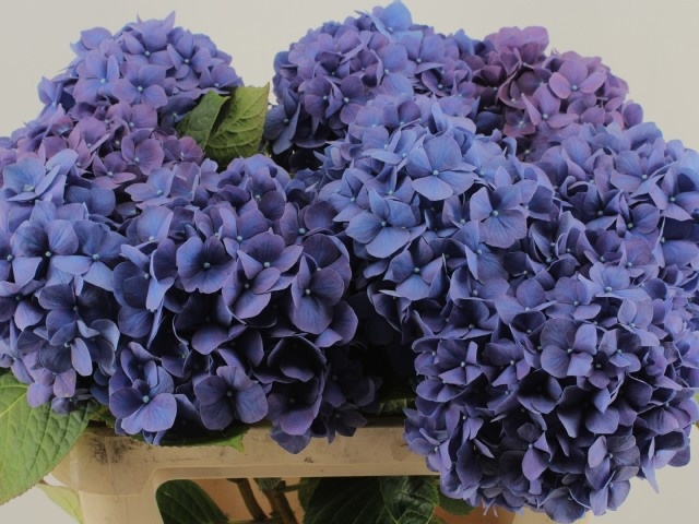 Hydr M Ch Pimpernel 60L.cm 44bloei