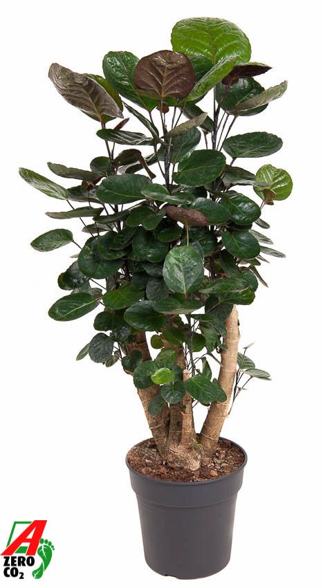 Polyscias 'Fabian' vertakt