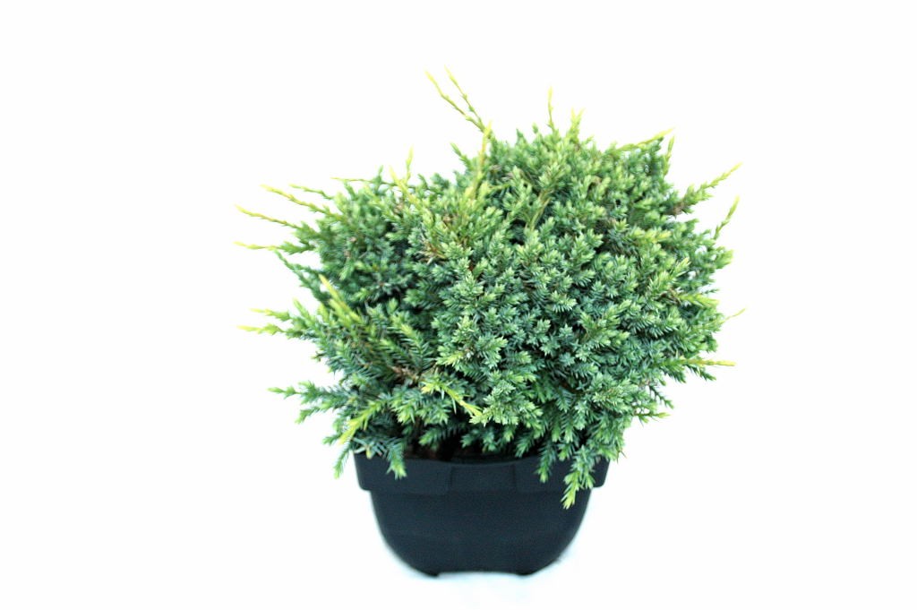 Picture of Juniperus squamata 'Holger' P17