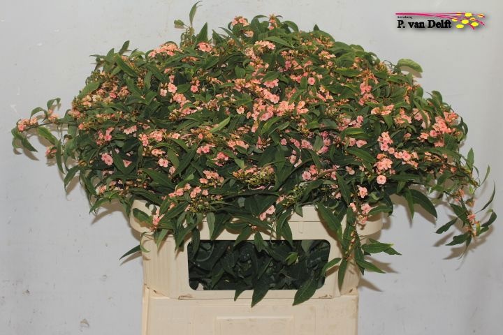 Euphorbia Spray Pink Baron 70cm