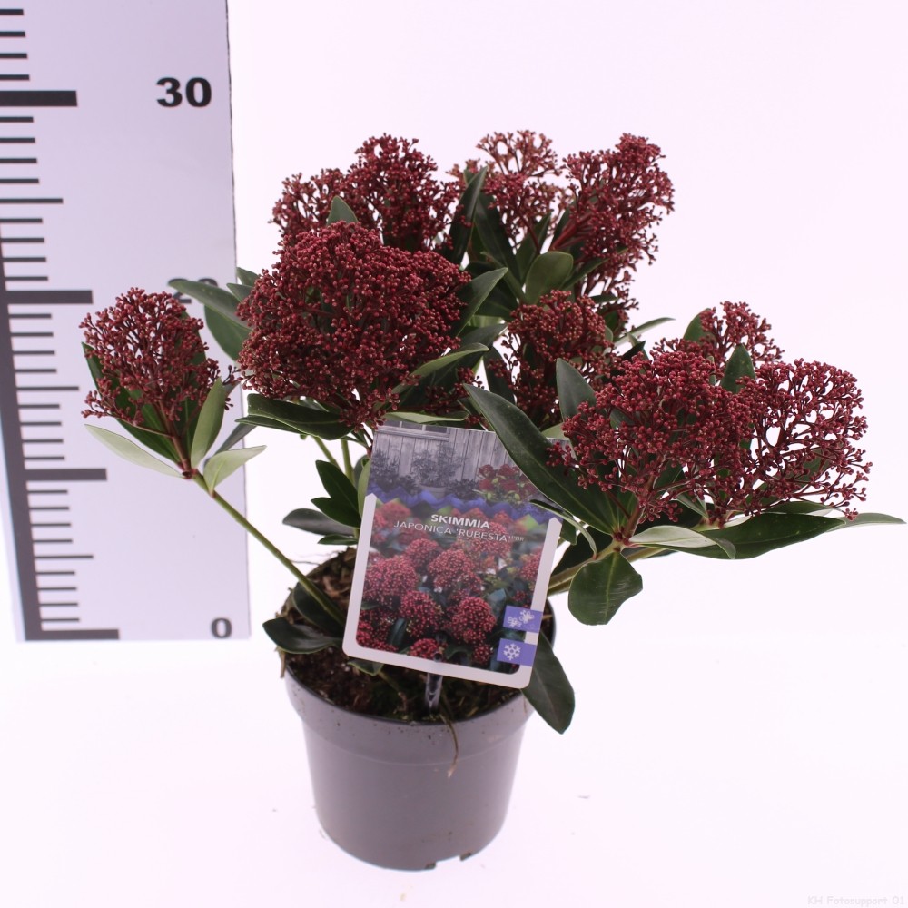 Picture of Skimmia japonica Rubesta P13 20CM