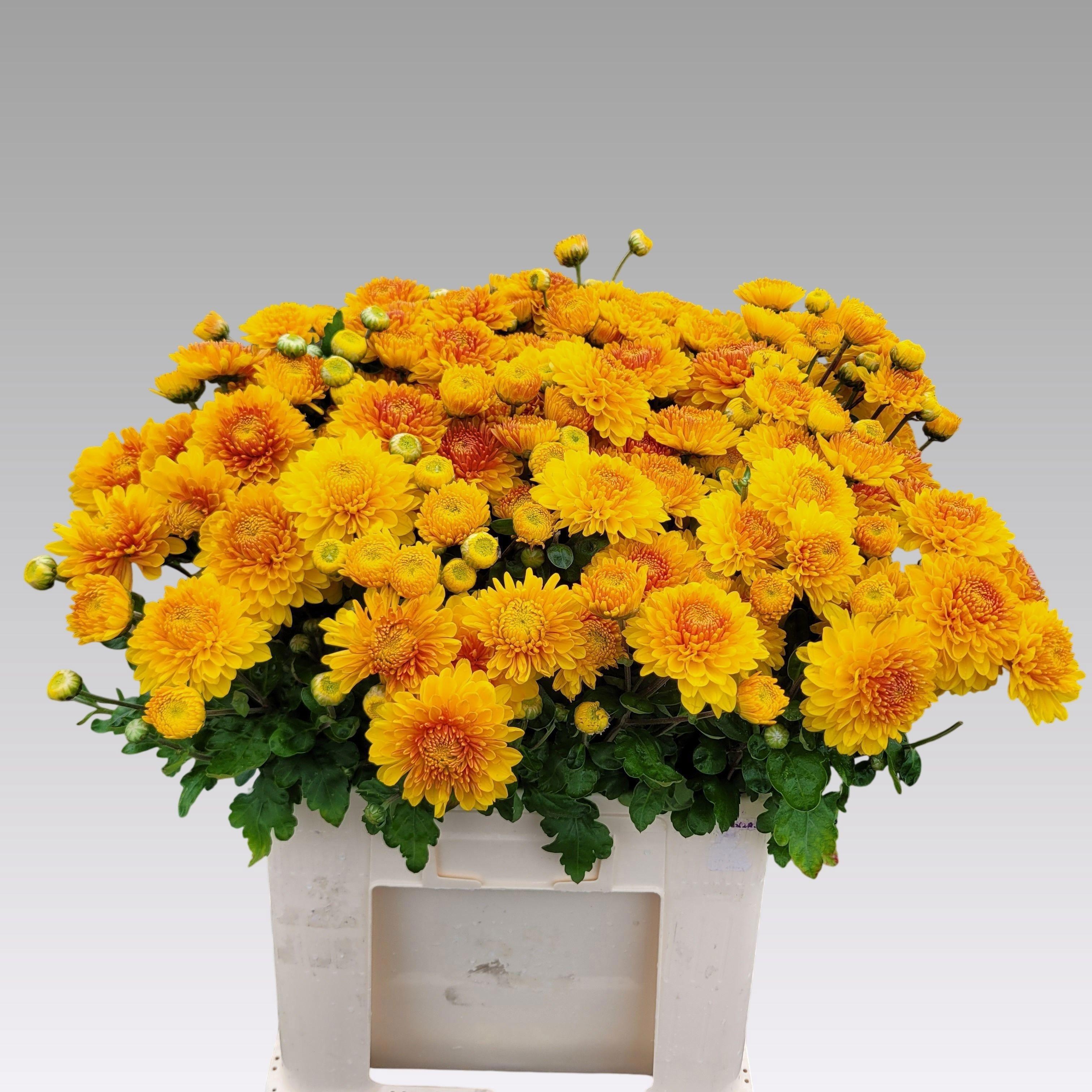 Chr T Wendy Geel 55L.cm 60gram 23bloei