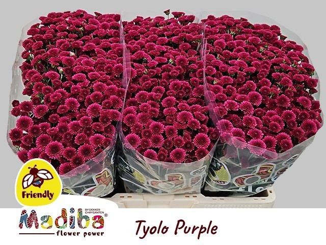 Chr S Mad Purp Tyolo