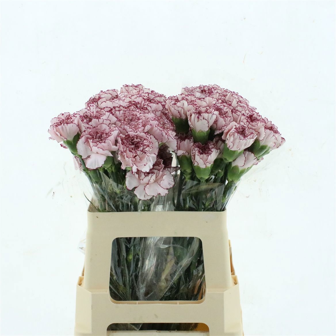 Dianthus St Mariposa 50cm