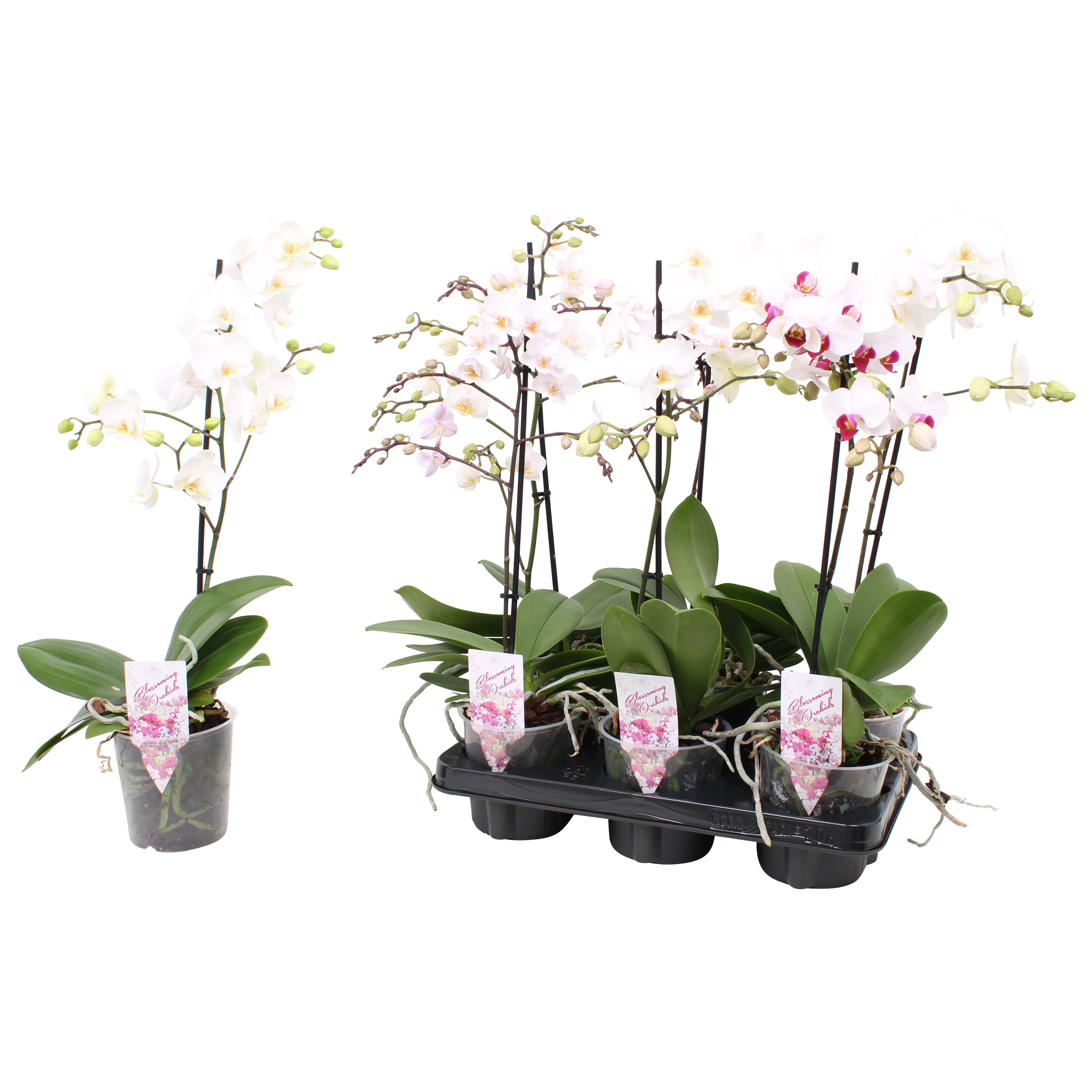 Picture of Phalaenopsis hybrid Multi White colours P12 1 spike branched 12+ flowers height 39 cm