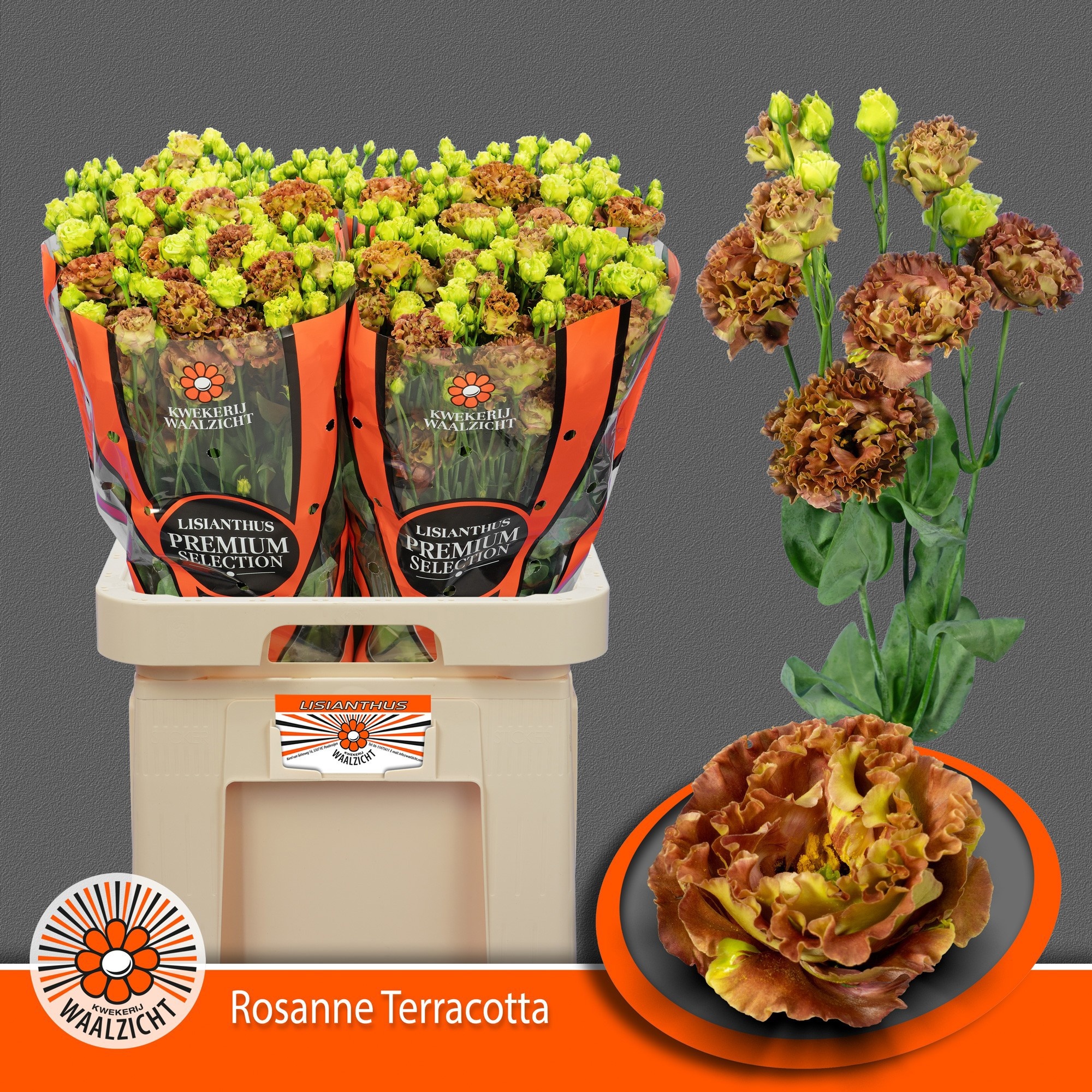 Lisianthus Double Rosanne Terracotta 70cm