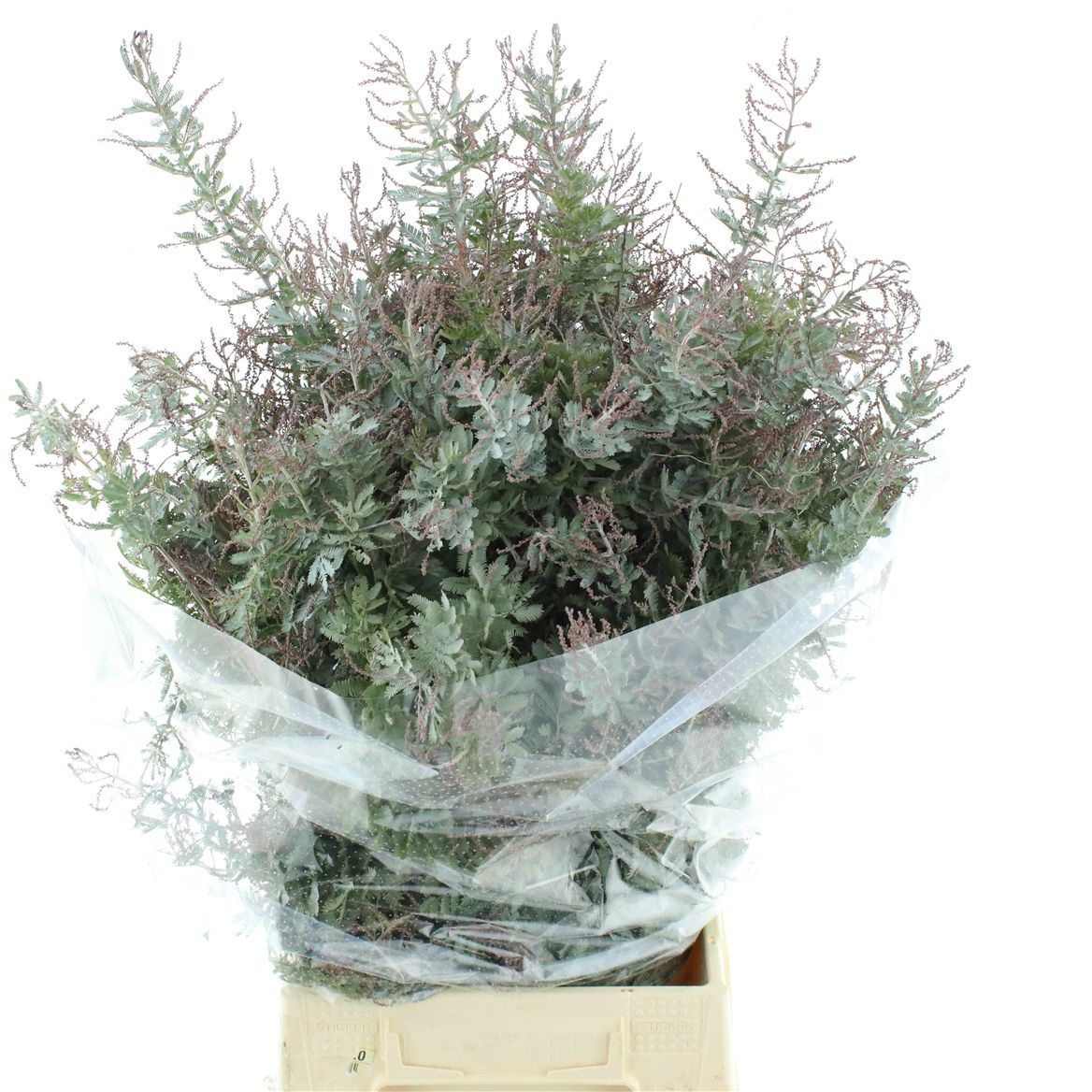 Acacia H Clair Lune Pb 60cm 200gram