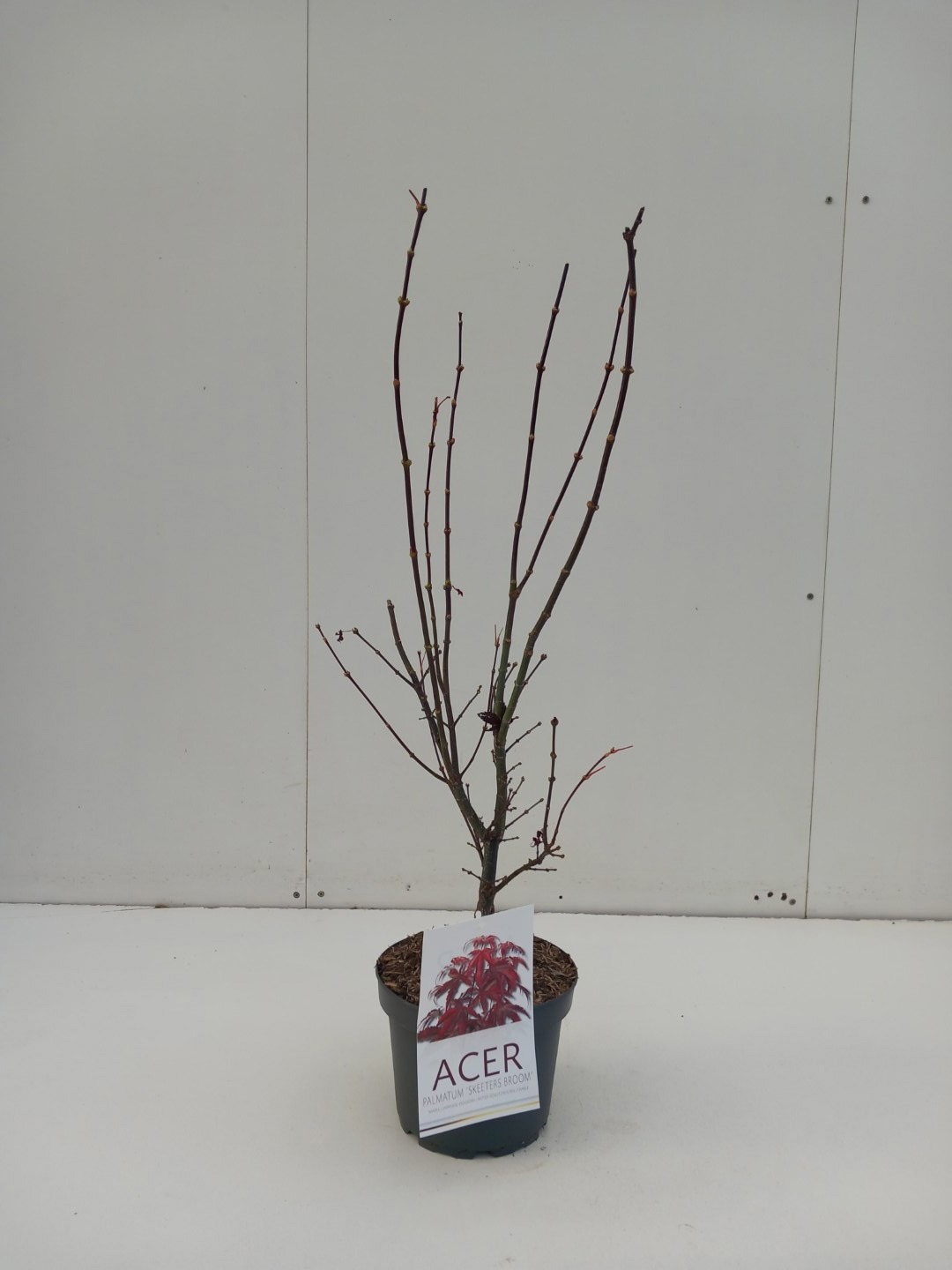 Picture of Acer palmatum Skeeters Broom