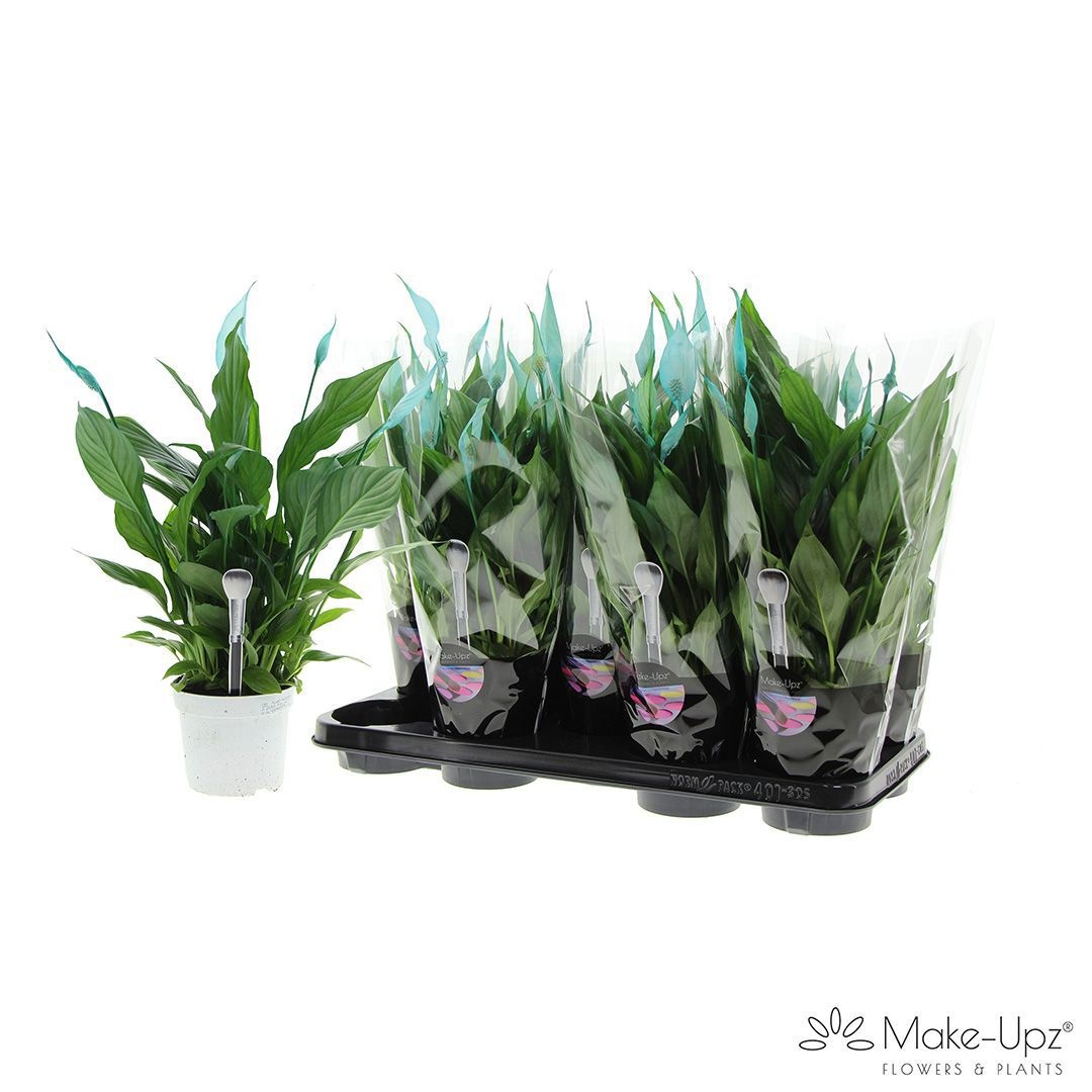 Spathiphyllum 'Bellini' Make-Upz Aqua Painted | OZ Planten