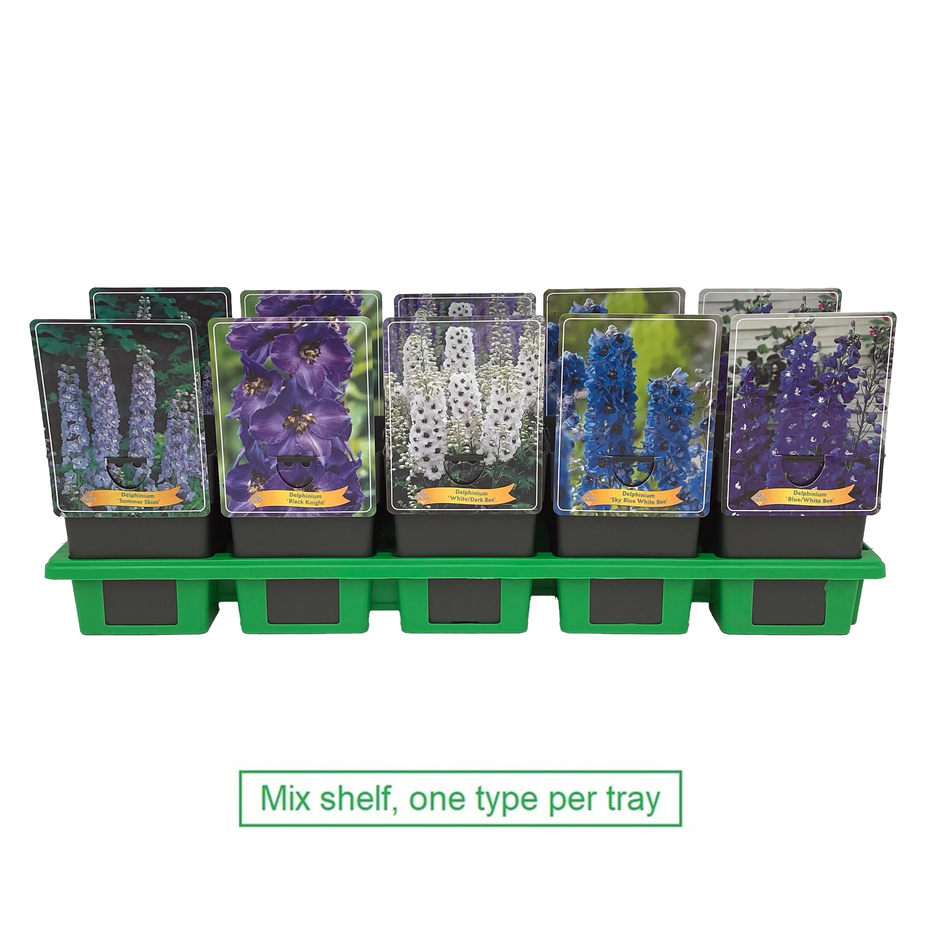 Picture of Delphinium mix shelve P11