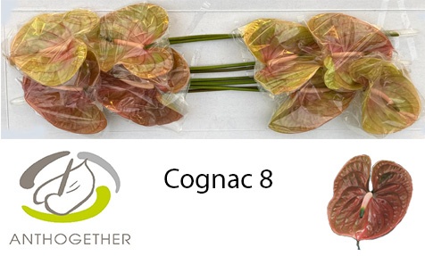 Anthurium Cognac 18Ø