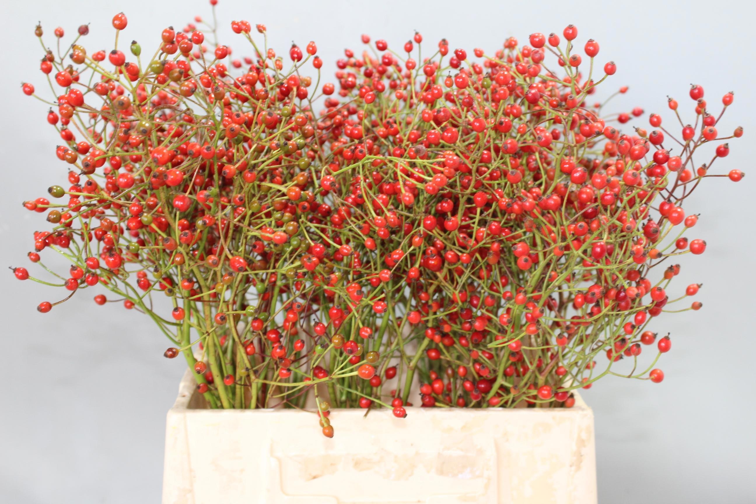 Rosa Prinsberry Red 45cm