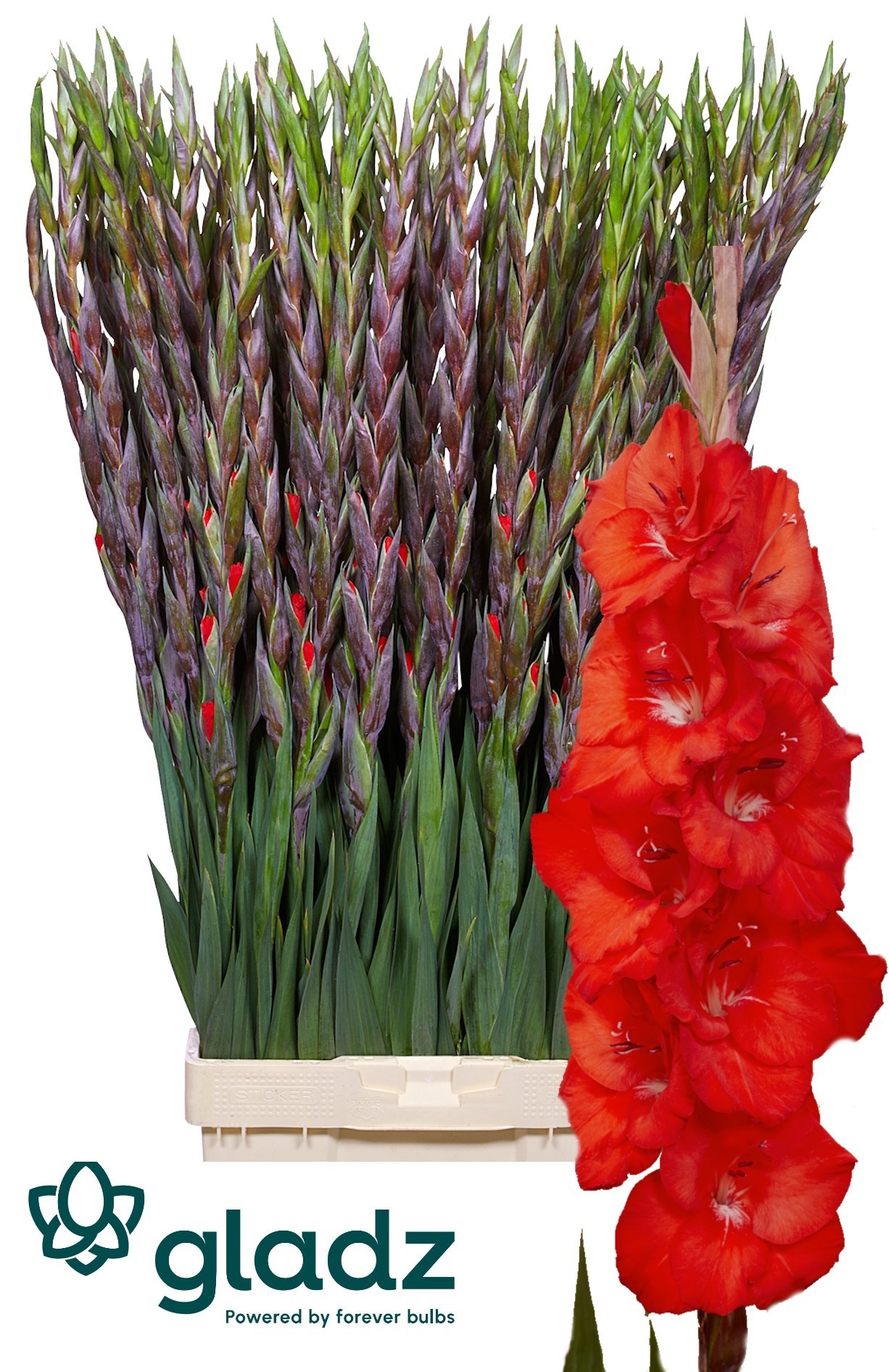 Gladiolus Bunga 120cm 170gram