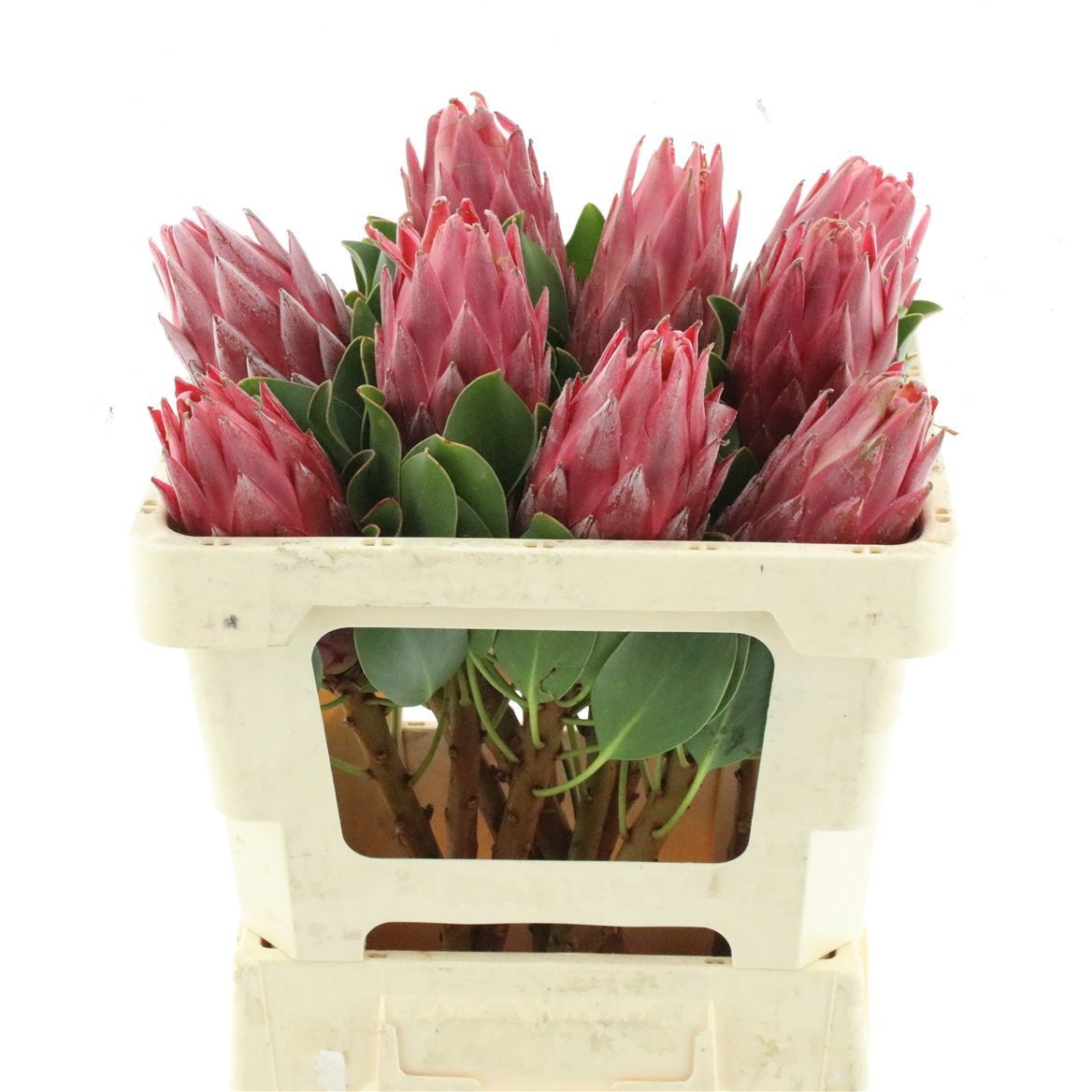 Protea Red Rex 50cm