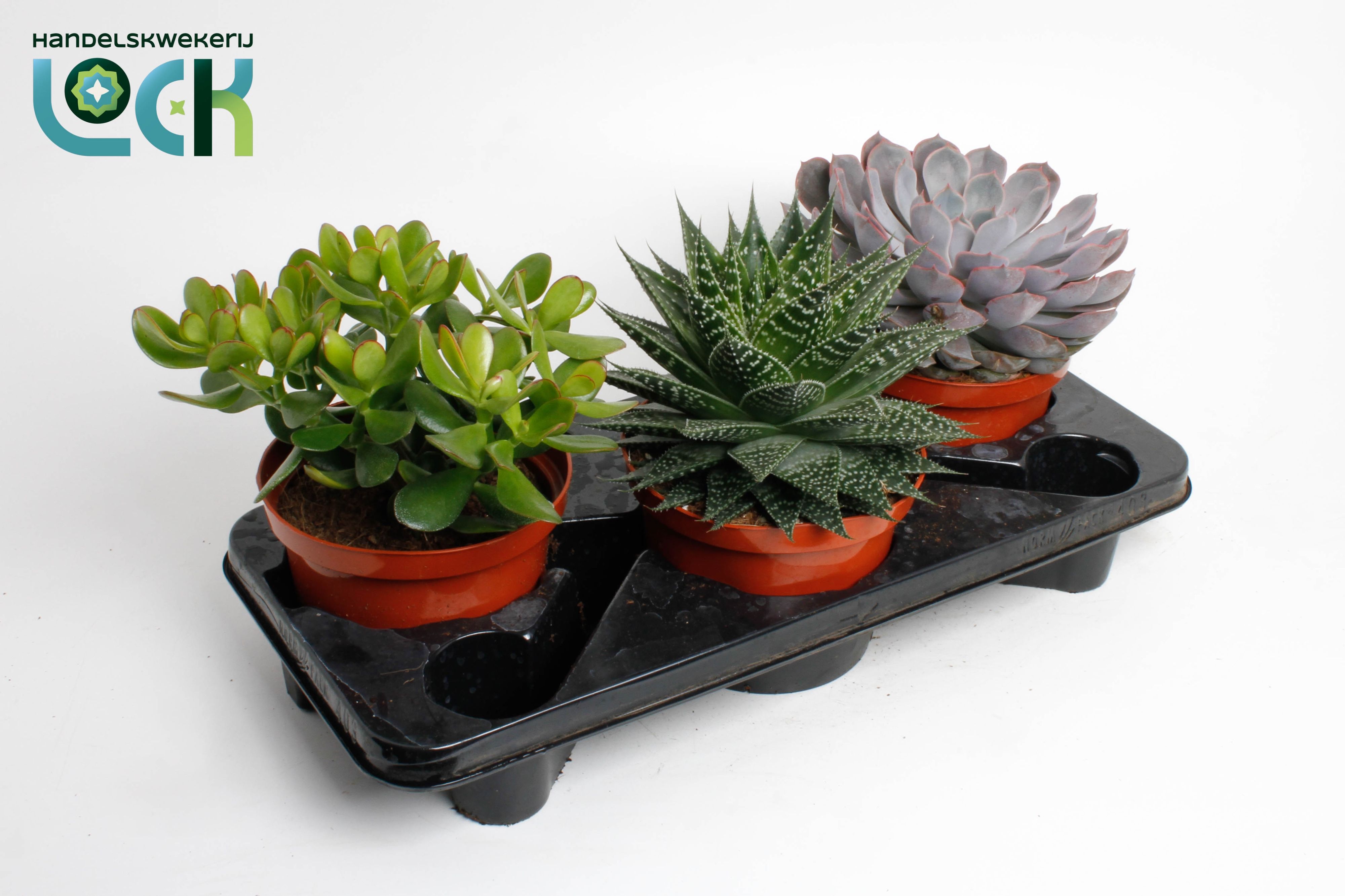 Succulenten Overig 17Ø 30cm