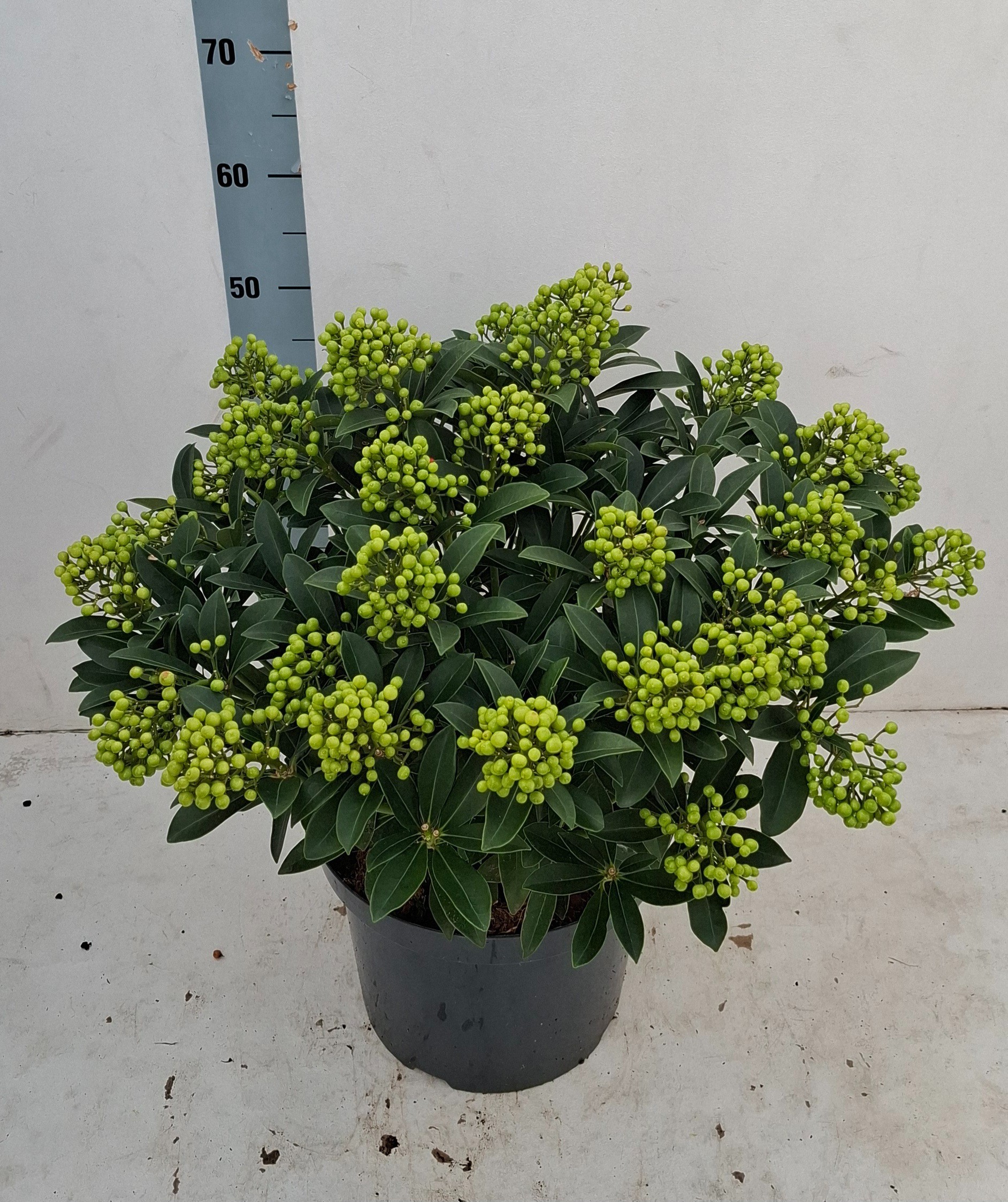 Skimmia jap. 'Pabella' 30+ tros
