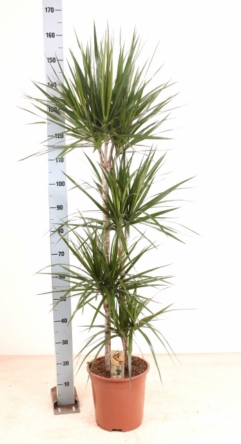 Dra Marginata 27P 160H 4stek 3kop