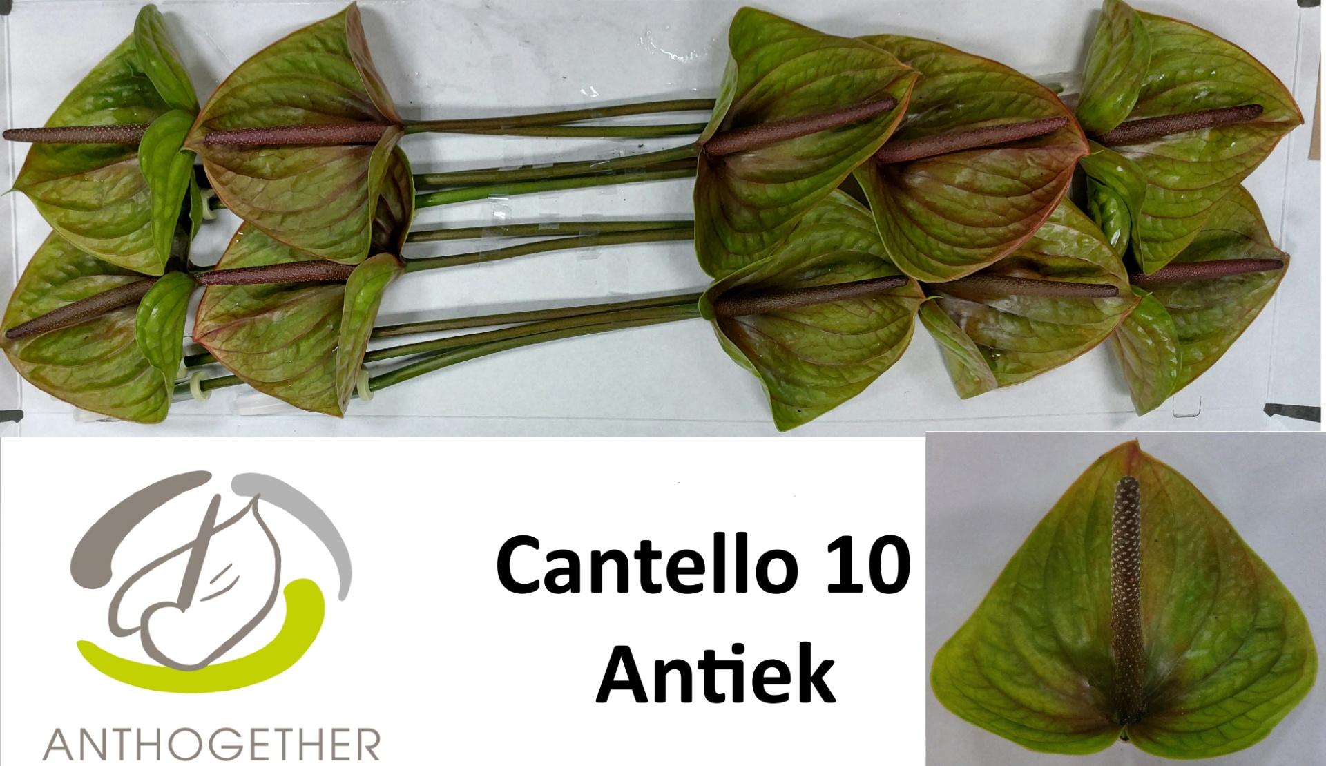 Anthurium Cantello 13Ø