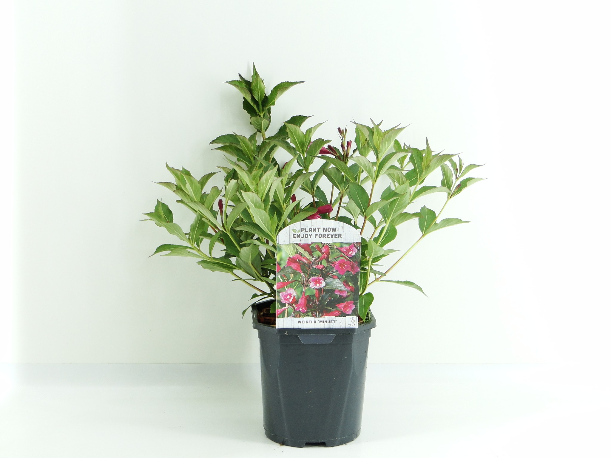 Picture of Weigela Minuet P17 (2 Ltr) Square