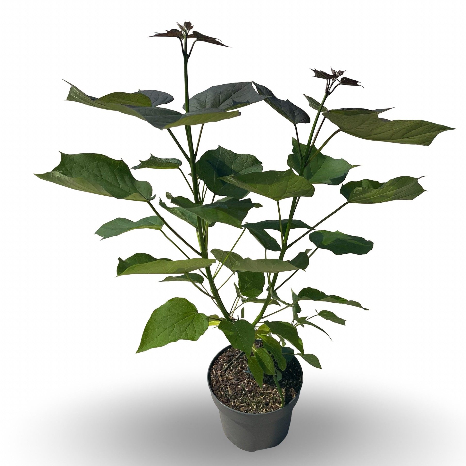 Catalpa erubescens 'Purpurea'