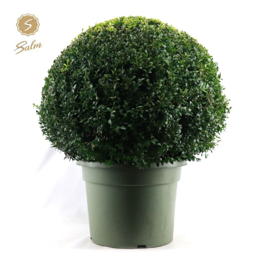 Picture of Buxus semp. Ball Ø75cm P45