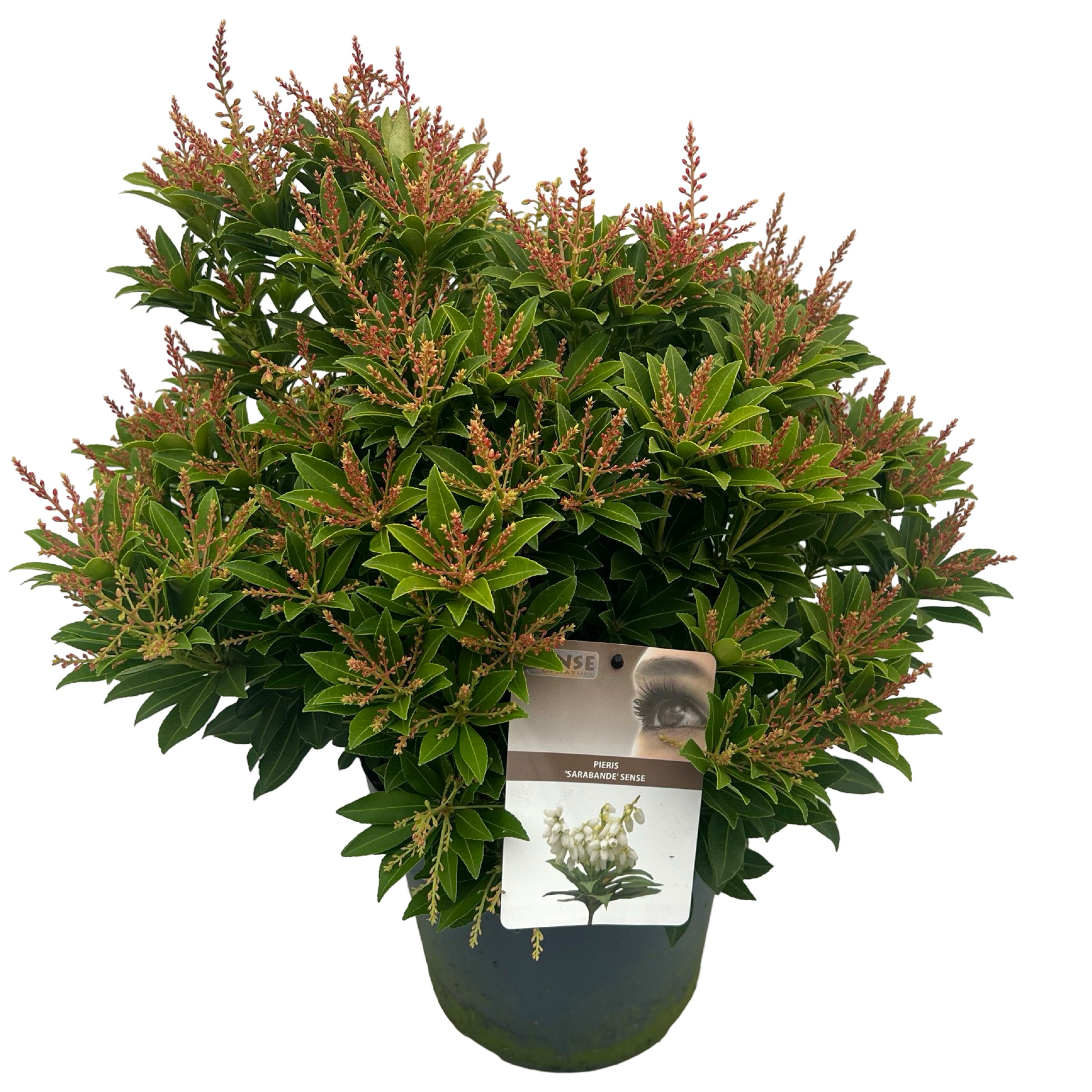 Picture of Pieris jap. Sarabande sense P29 (10 Ltr)