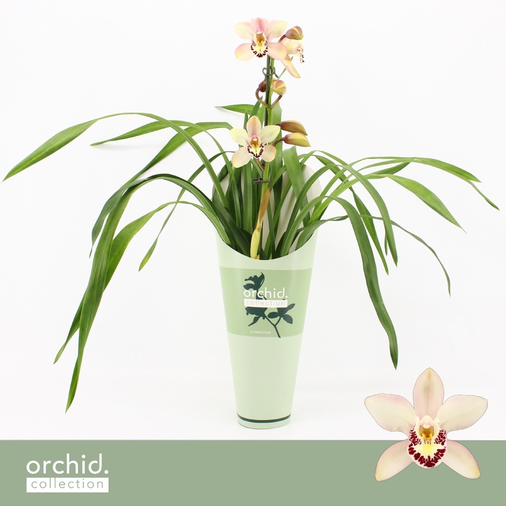 Picture of Cymbidium hybrid Little Stef 1-Spike Orchid Collection Potcover P12 50CM