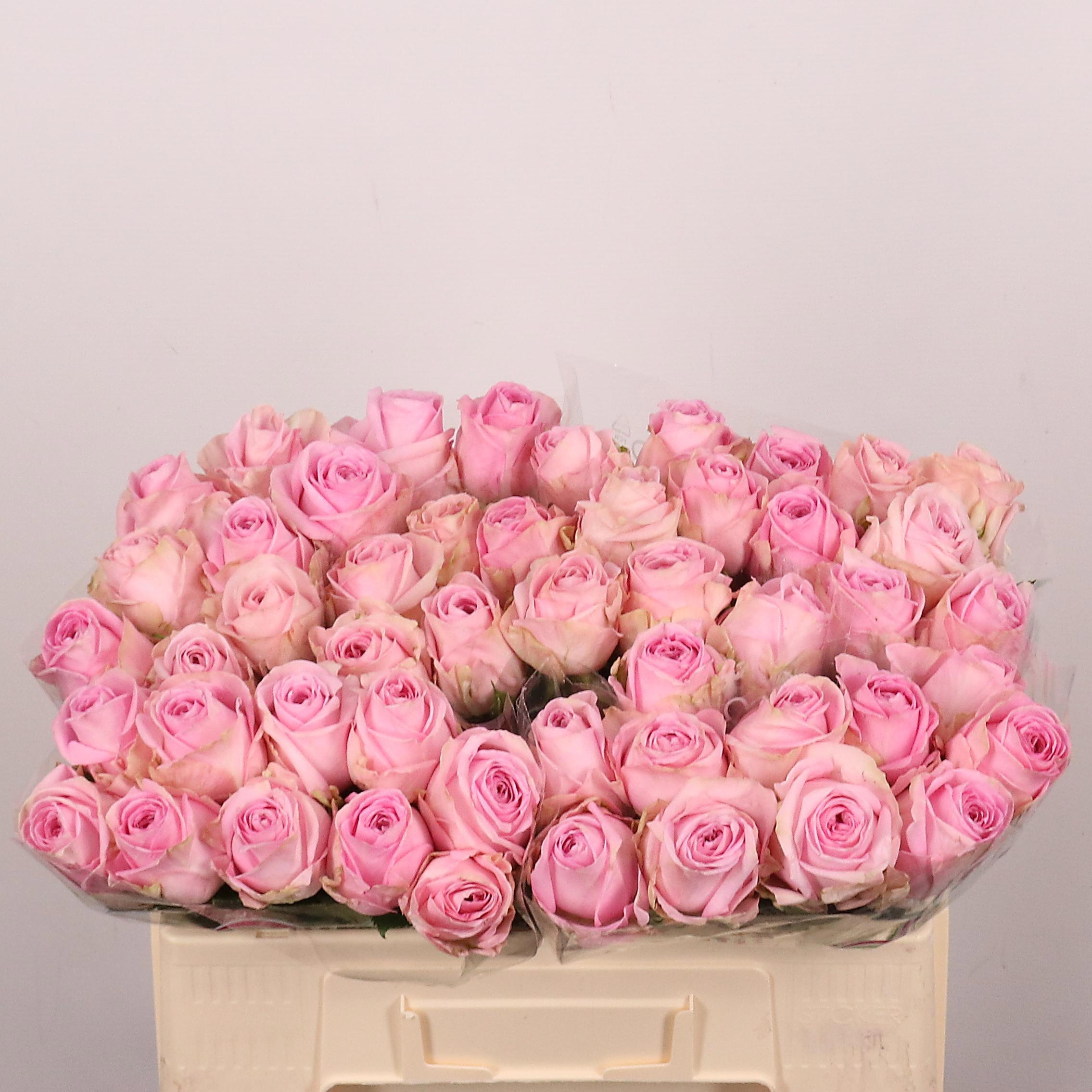 Rosa Heidi! 50cm
