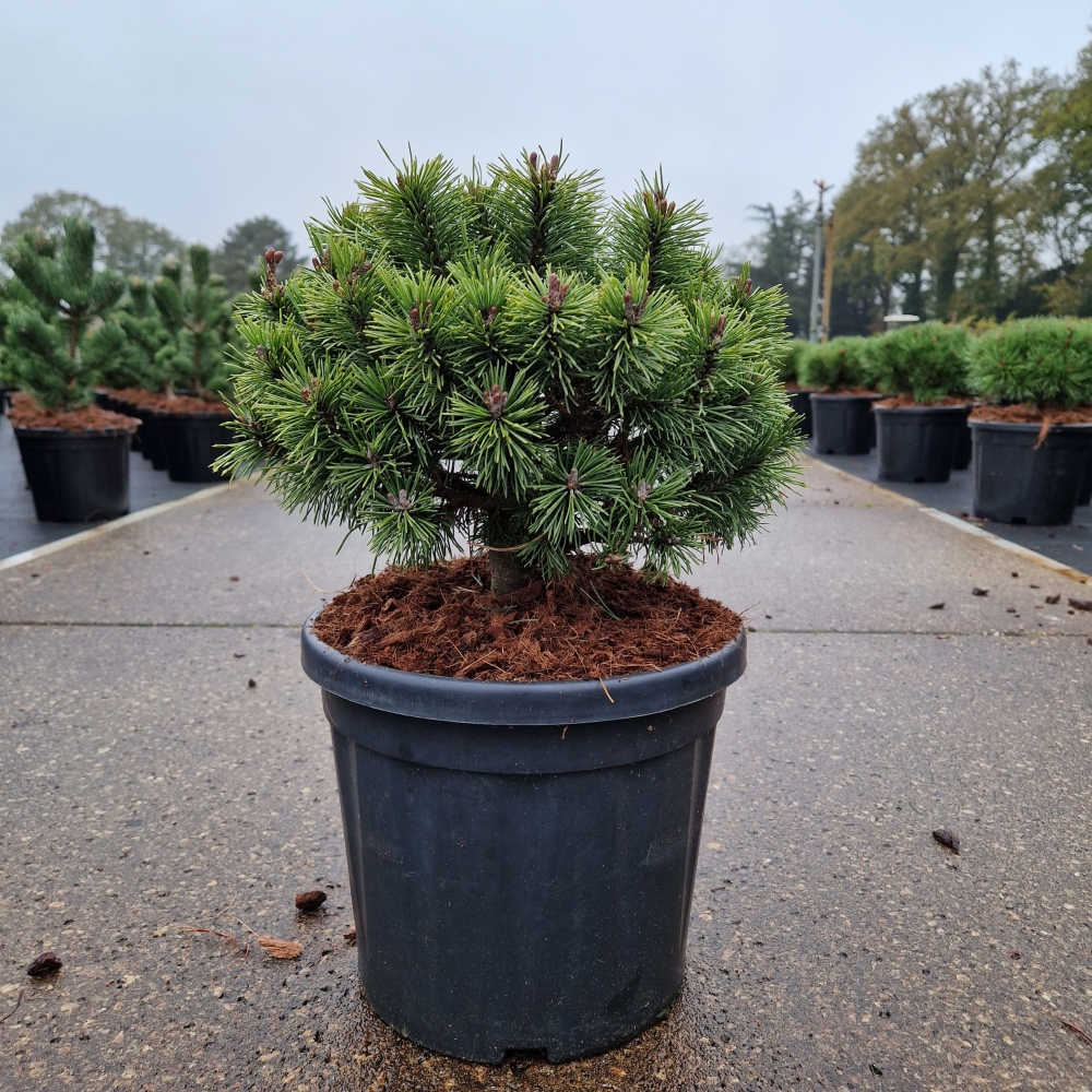 Picture of Pinus mugo Mops C8 25/30 (LOOSE)