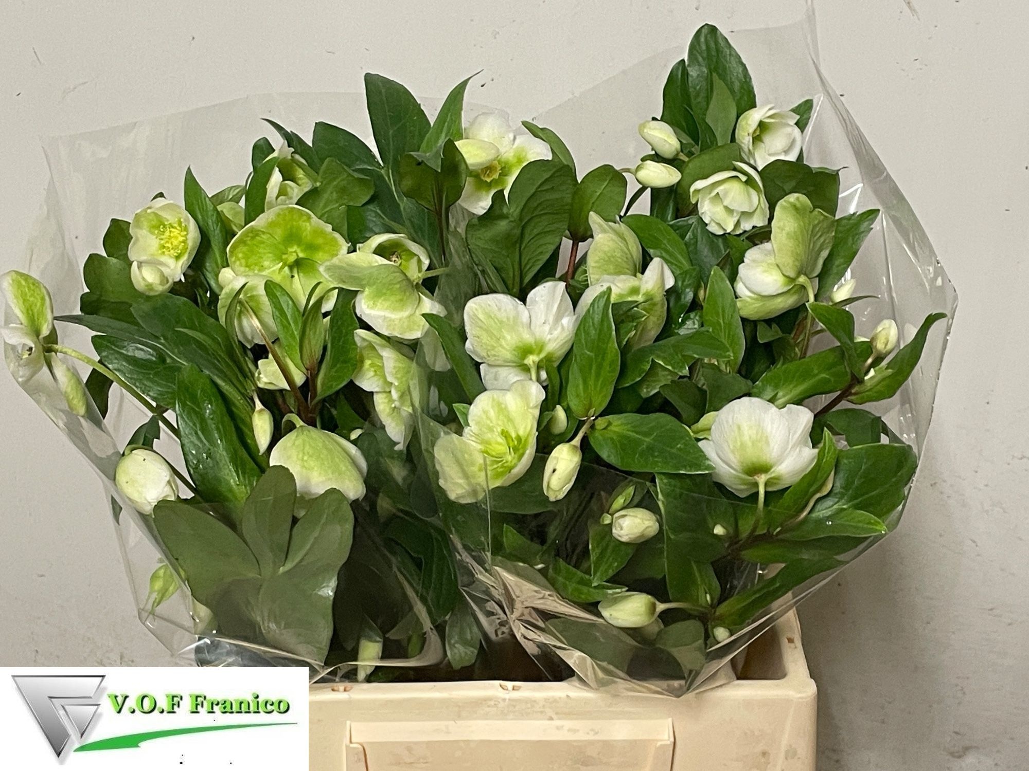Helleborus Winterbells 40cm