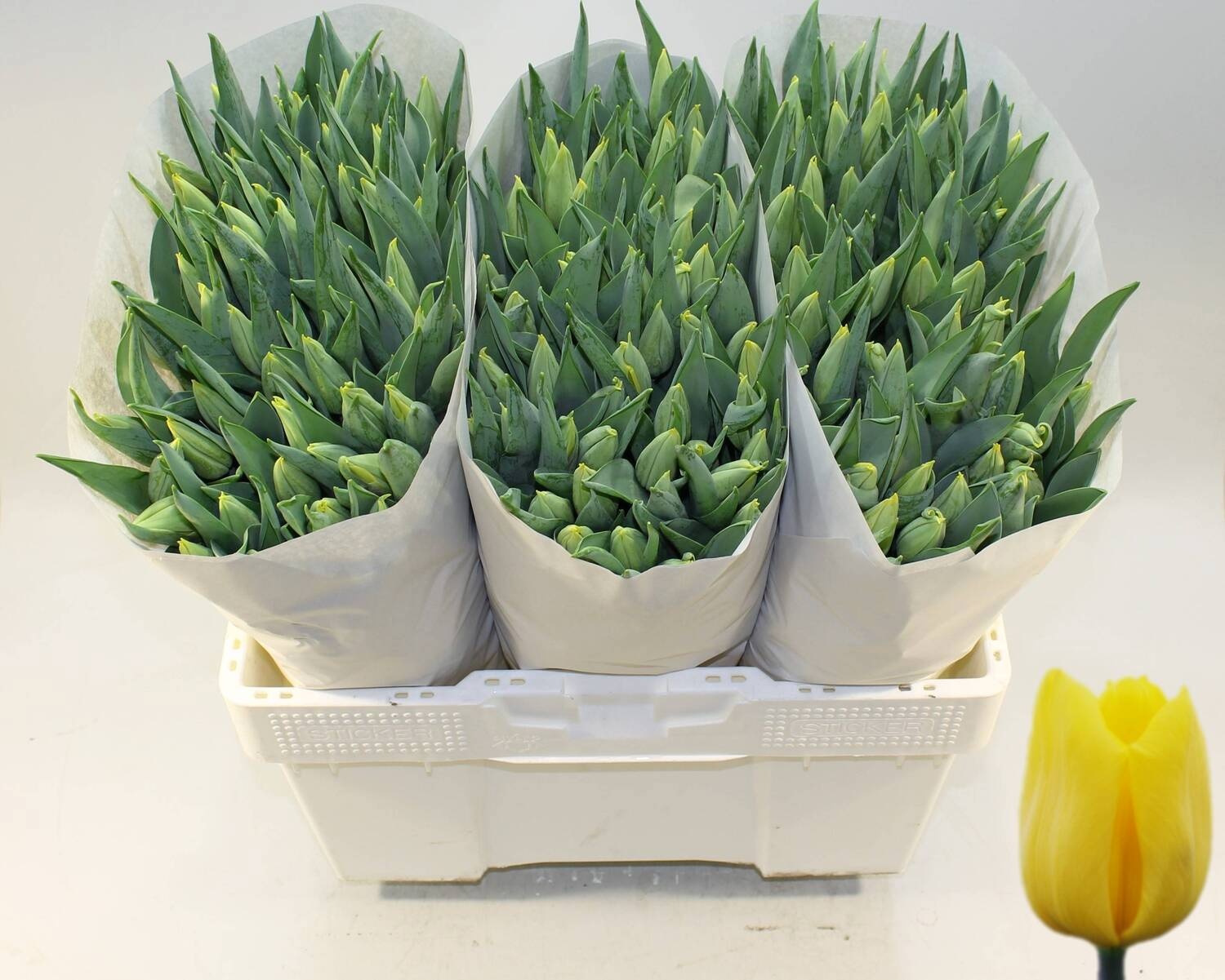 Tulipa Strong Gold 42cm 30gram