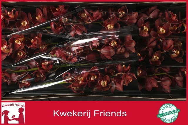 Cymbidium Priwine 8/11bl