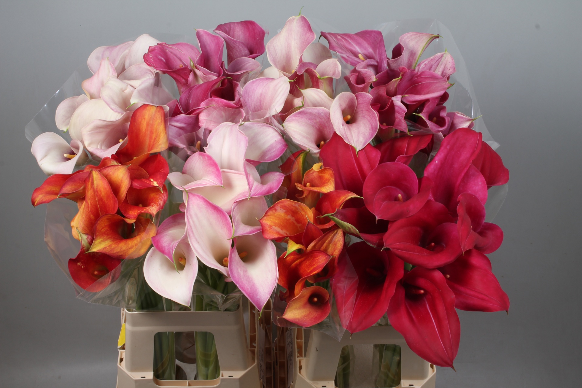 Calla Assorted 70cm