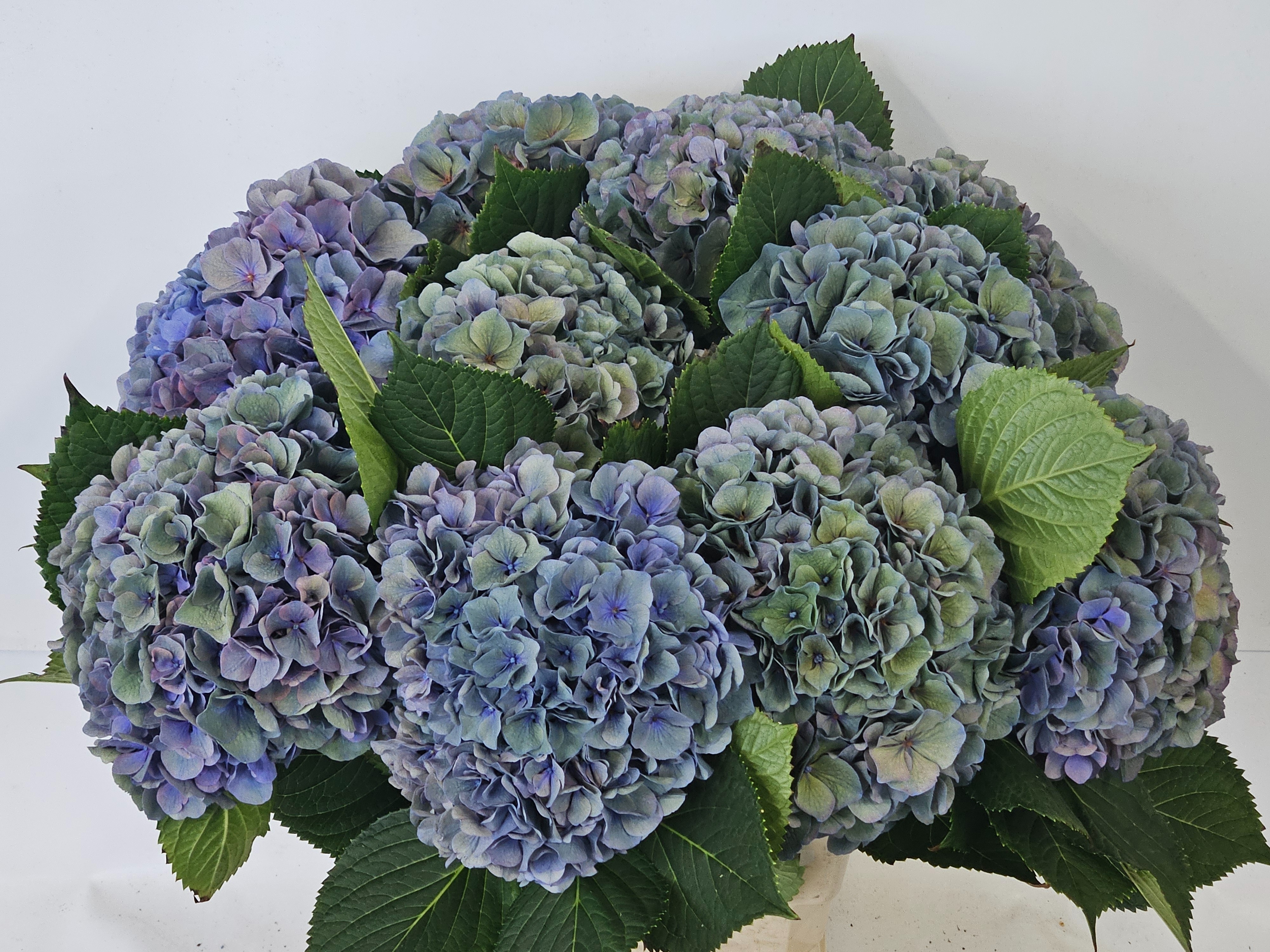 Hydrangea Pompidou Classic 60cm 23Ø
