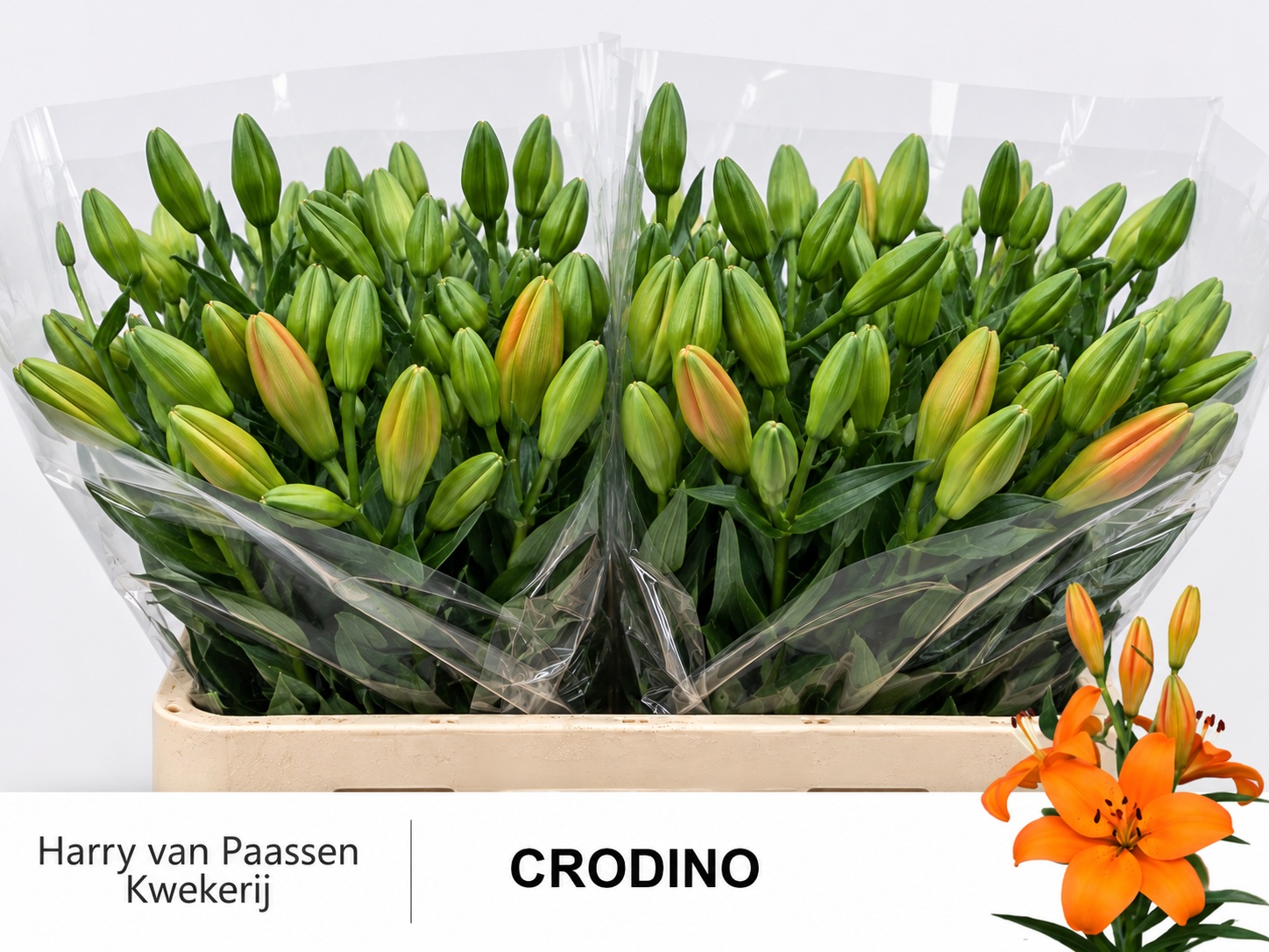 Li La Crodino 80cm 5/7bl